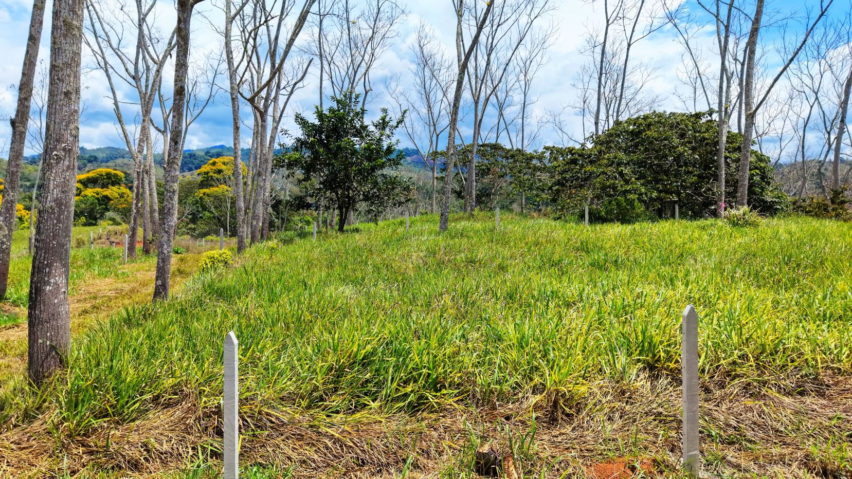 Open grassy field with tall bare trees and distant hills under a bright blue sky.