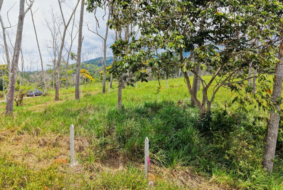 Grassy field with tall trees and wooden posts along a path; a car is visible on a road in the background.
