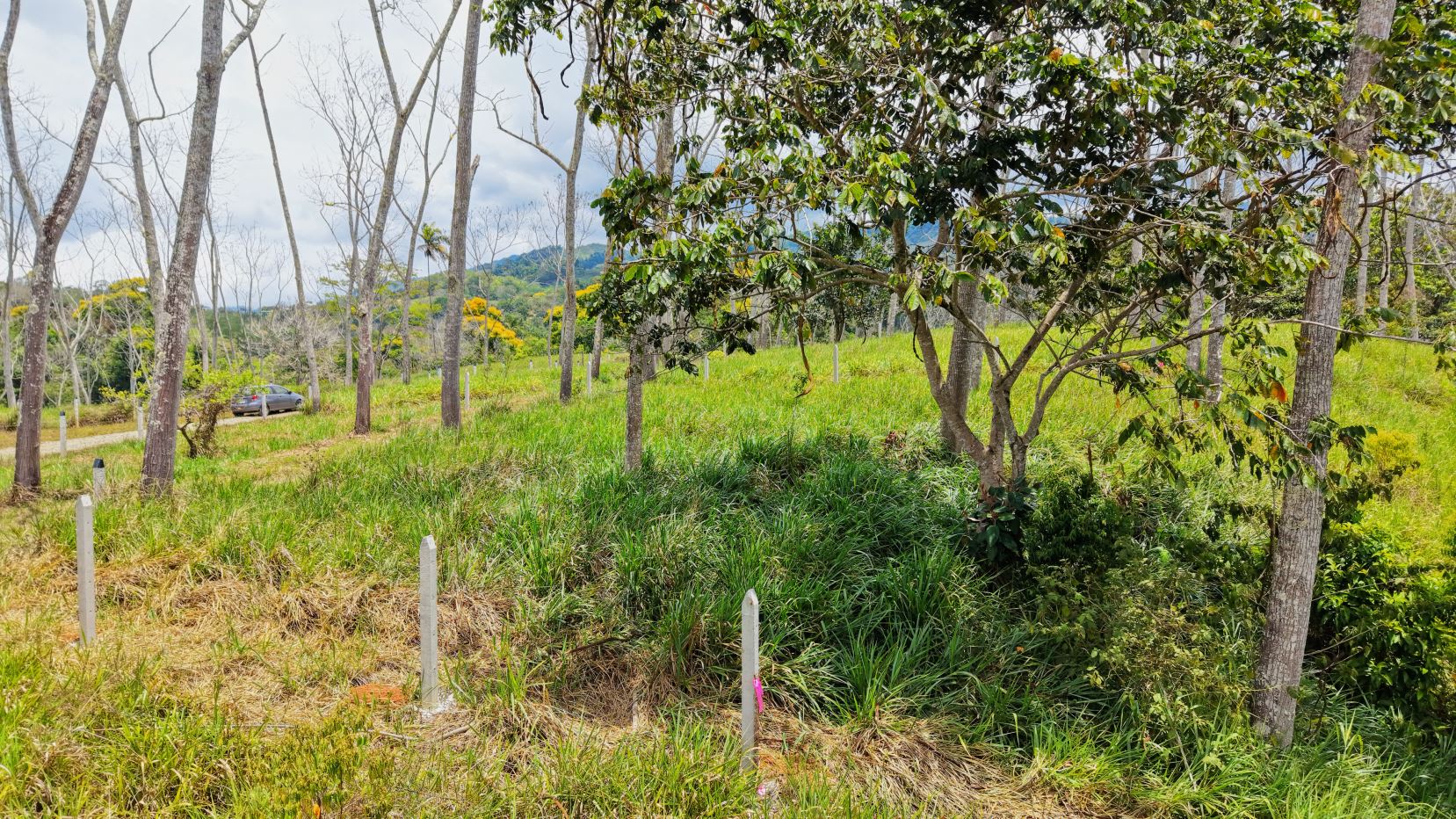 Grassy field with tall trees and wooden posts along a path; a car is visible on a road in the background.
