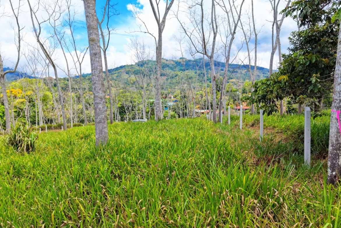 Open hillside field with tall green grass, evenly spaced leafless trees, and distant hills under a partly cloudy blue sky.