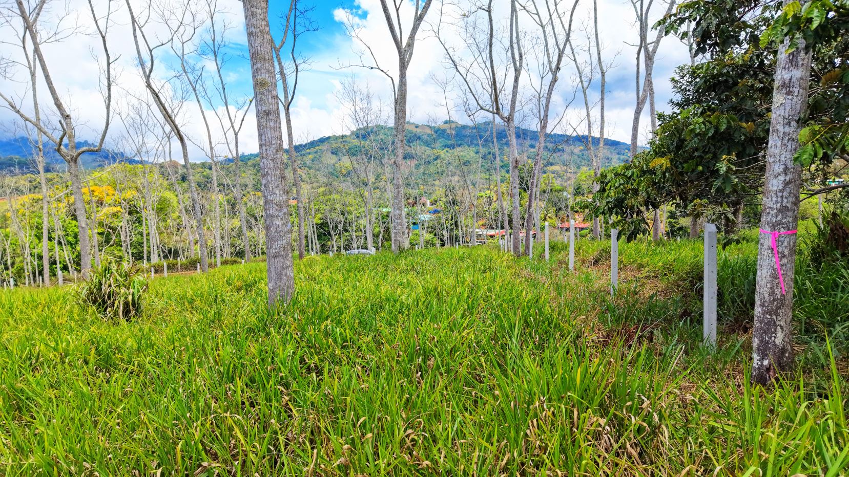 Open hillside field with tall green grass, evenly spaced leafless trees, and distant hills under a partly cloudy blue sky.