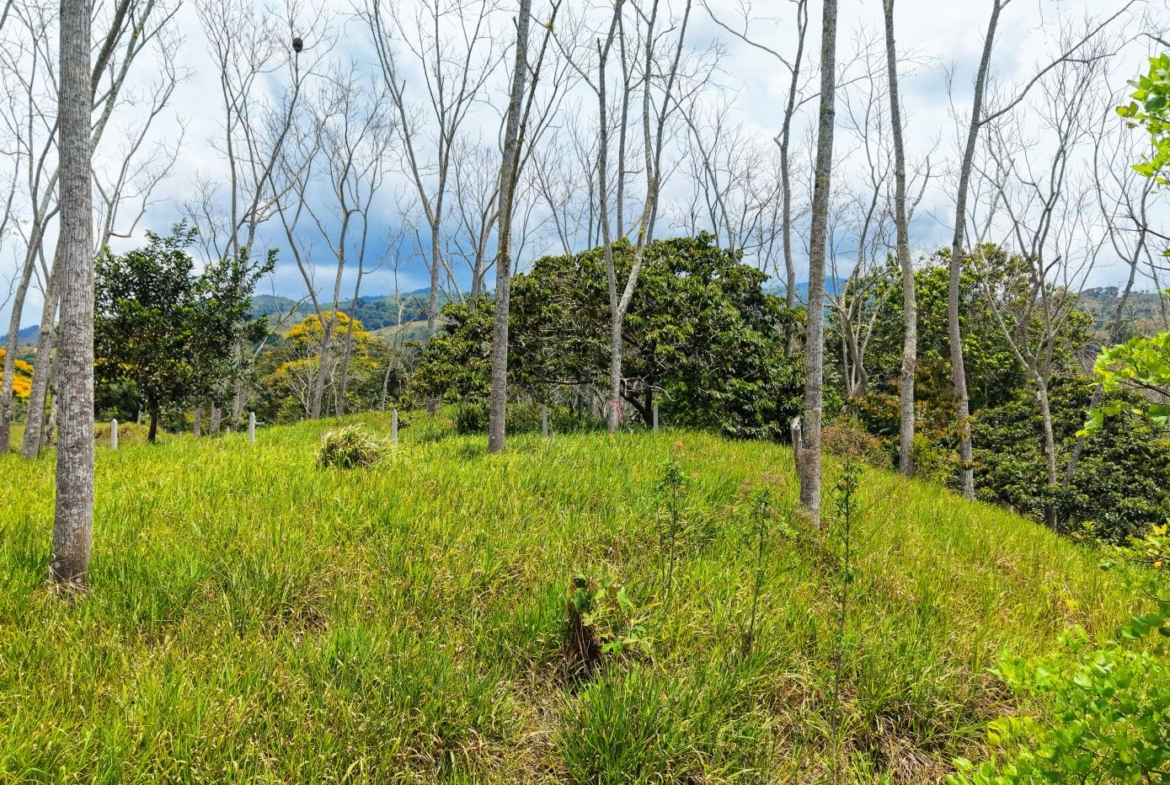 Open grassy field with tall leafless trees, green shrubs, and distant hills under a cloudy sky.