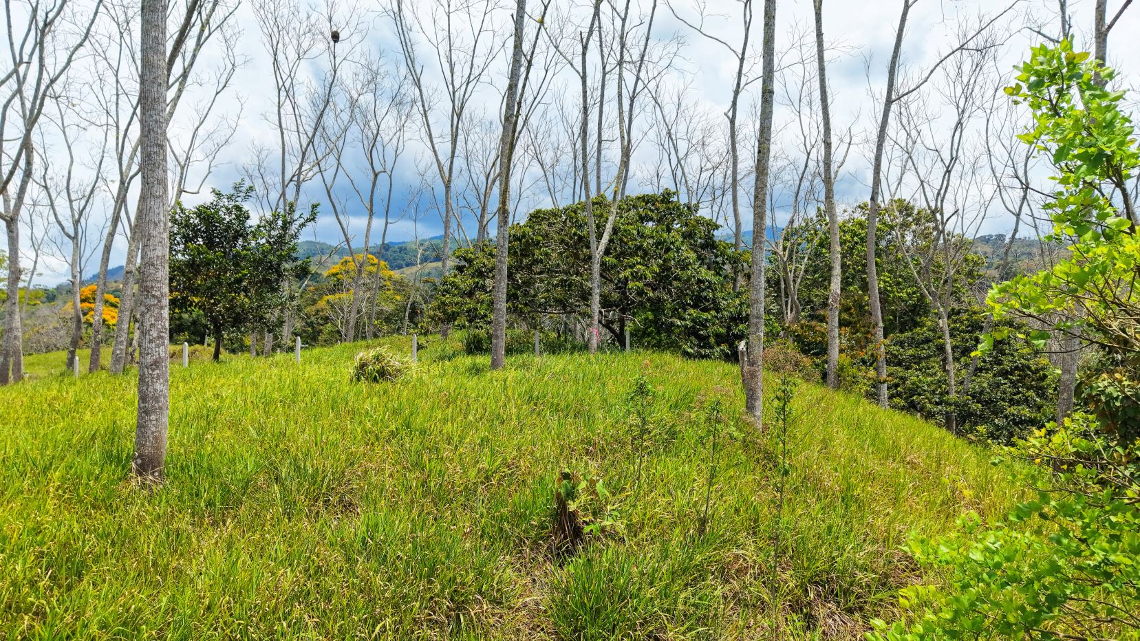 Open grassy field with tall leafless trees, green shrubs, and distant hills under a cloudy sky.