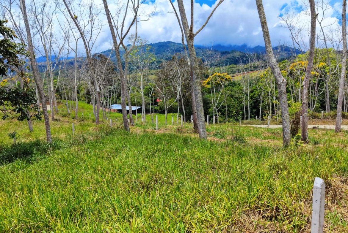 Open grassy field with leafless trees, distant hills, and a small shed under a blue sky with clouds.