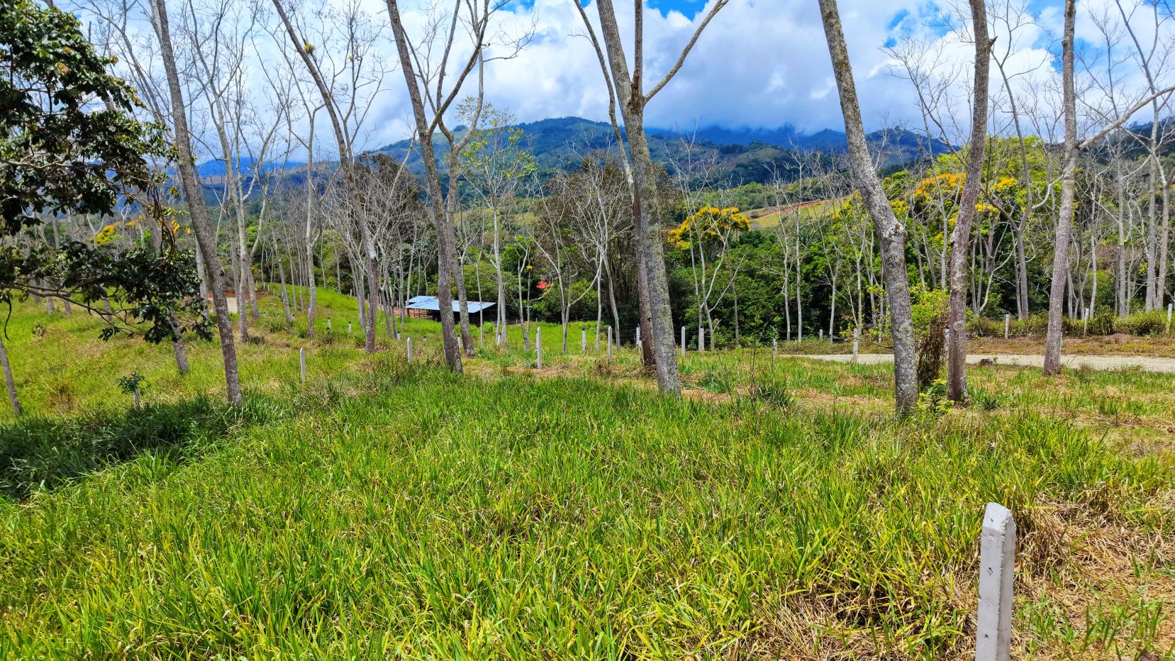 Open grassy field with leafless trees, distant hills, and a small shed under a blue sky with clouds.