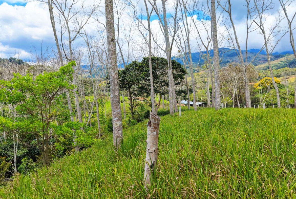 Open countryside: tall slender trees over a green grassy field with distant hills and a small building on the horizon under a partly cloudy sky
