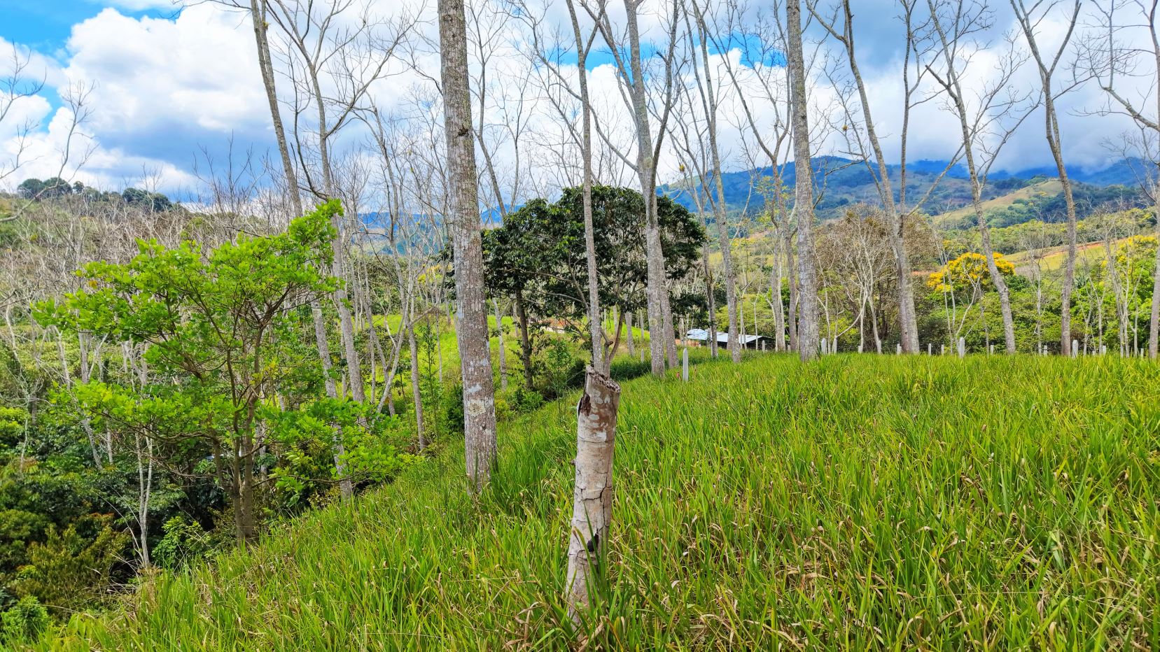 Open countryside: tall slender trees over a green grassy field with distant hills and a small building on the horizon under a partly cloudy sky