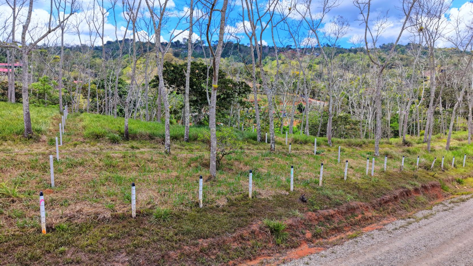 A rural hillside with young deciduous trees spaced in rows and white stake markers along the ground, under a blue sky.