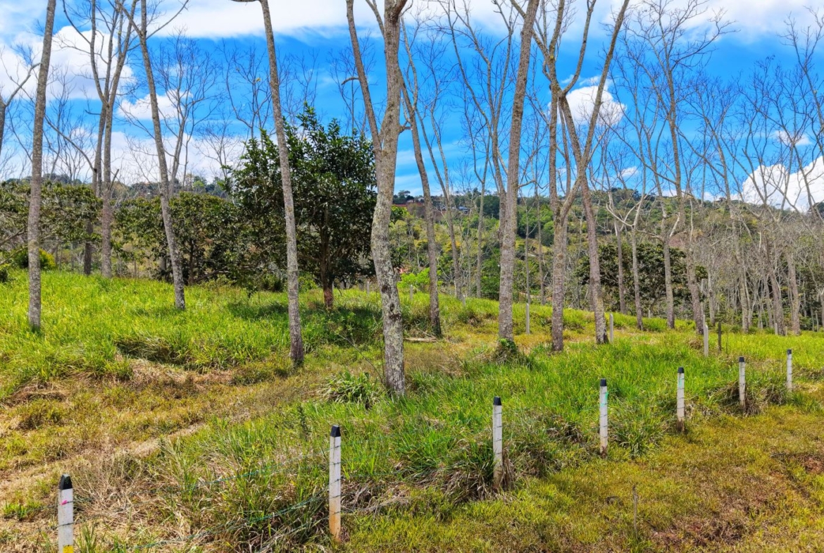 Open grassy field with numerous bare trees and a row of white fence posts under a bright blue sky with clouds.