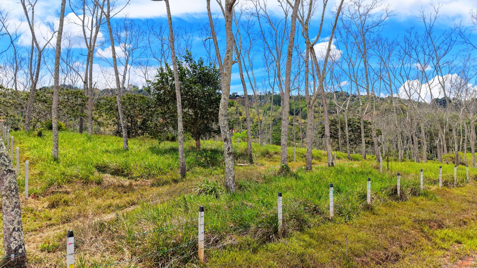 Open grassy field with numerous bare trees and a row of white fence posts under a bright blue sky with clouds.