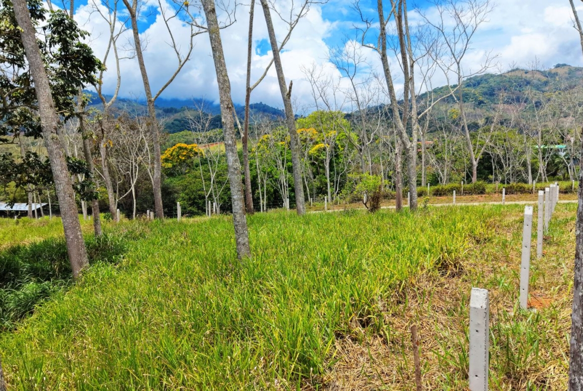 Grassy field with young trees and white fence posts, rolling hills in the distance under a bright blue sky with scattered clouds.