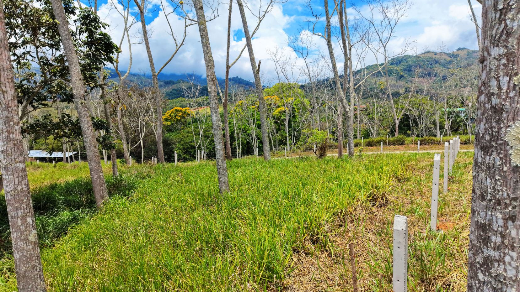 Grassy field with young trees and white fence posts, rolling hills in the distance under a bright blue sky with scattered clouds.