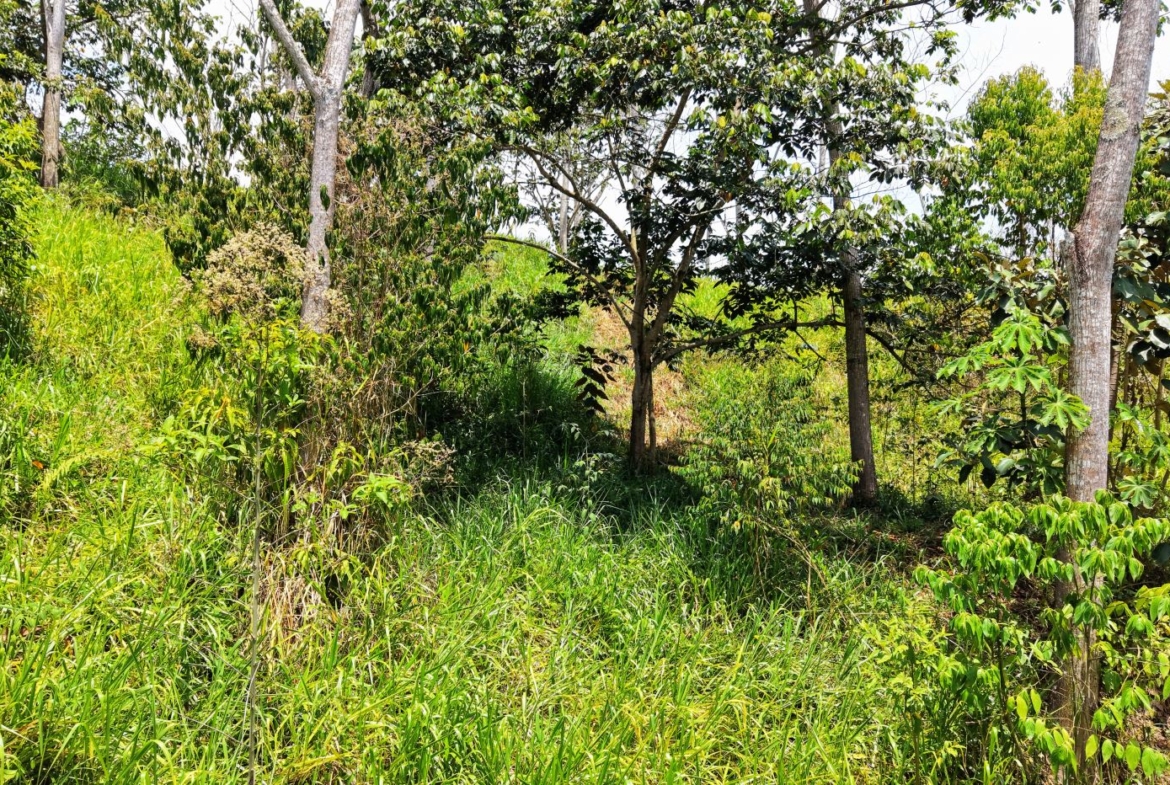 Sunlit, overgrown area with tall grasses and multiple trees in a dense, leafy clearing.