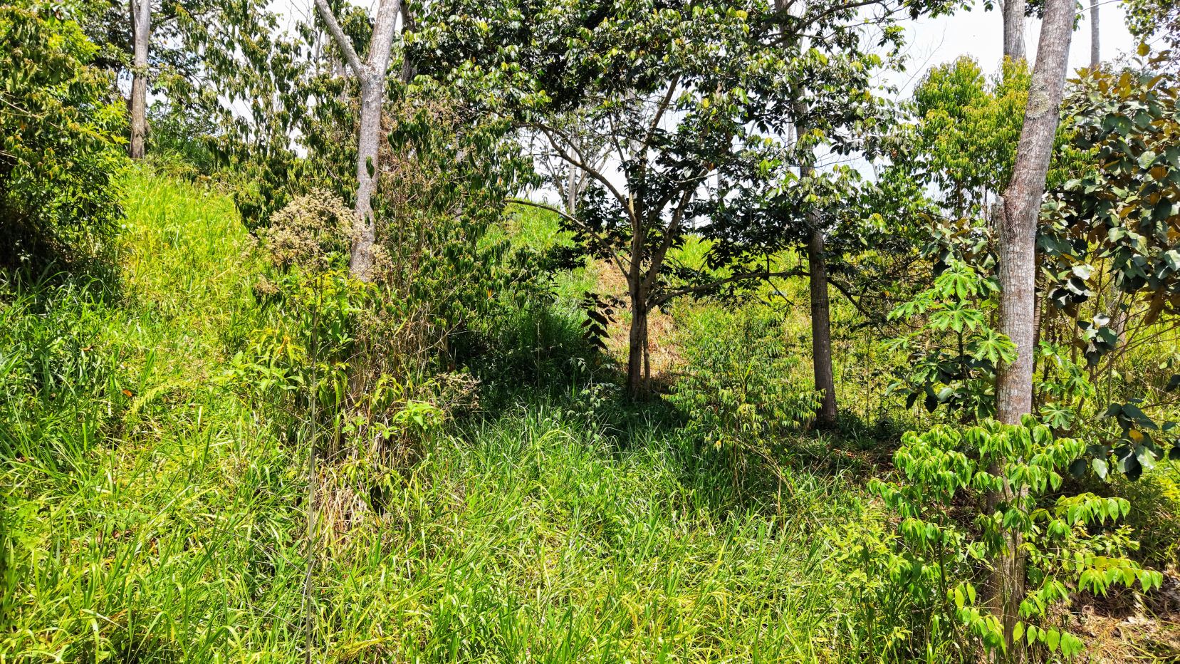 Sunlit, overgrown area with tall grasses and multiple trees in a dense, leafy clearing.