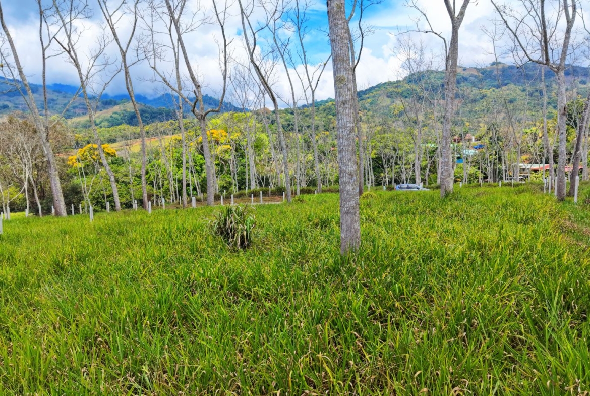 Open grassy clearing with tall, leafless trees and distant hills under a blue sky.