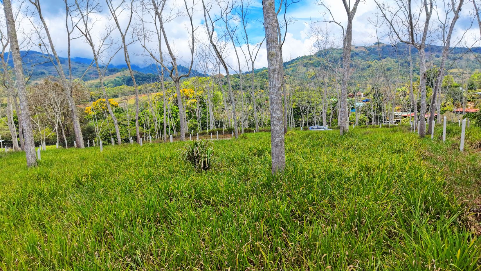 Open grassy clearing with tall, leafless trees and distant hills under a blue sky.
