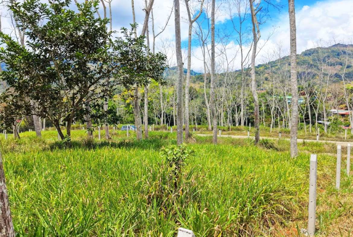 Sunlit meadow with tall grasses and slender trees, a road lined with white posts, and distant hills under a blue sky.