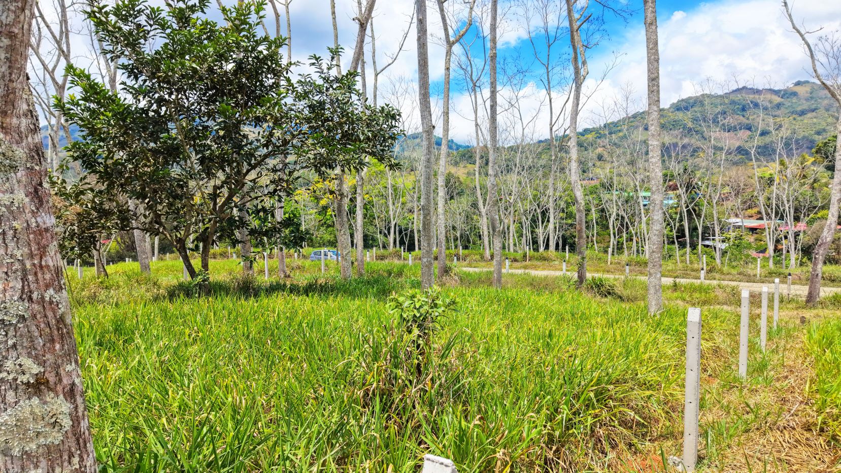 Sunlit meadow with tall grasses and slender trees, a road lined with white posts, and distant hills under a blue sky.