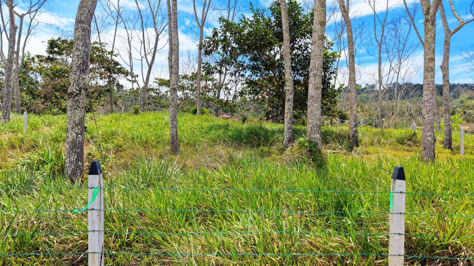 Open grassy field with scattered trees and a barbed-wire fence in the foreground; blue sky with clouds.