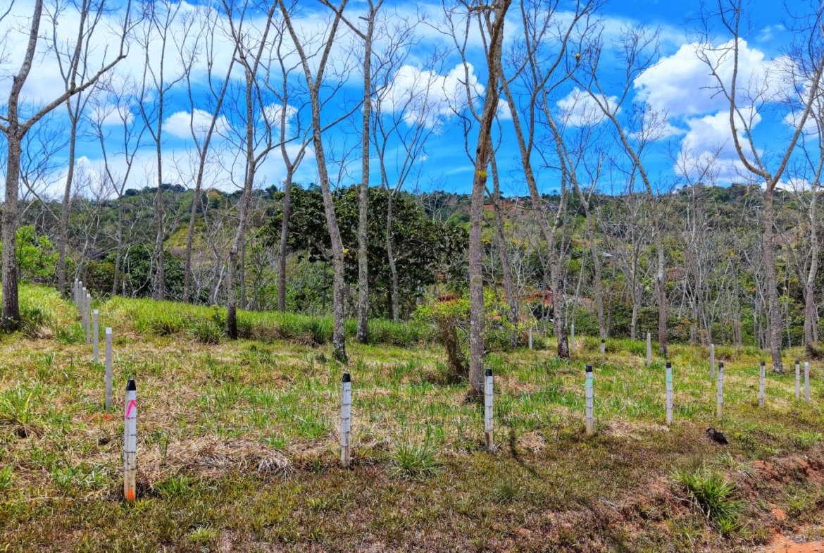 Open grassy field with leafless trees and a row of white fence posts under a bright blue sky with fluffy clouds.