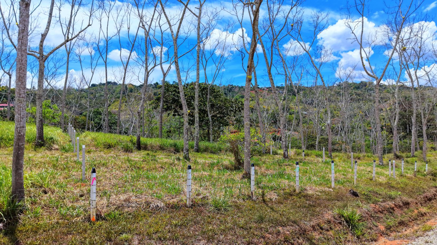 Open grassy field with leafless trees and a row of white fence posts under a bright blue sky with fluffy clouds.