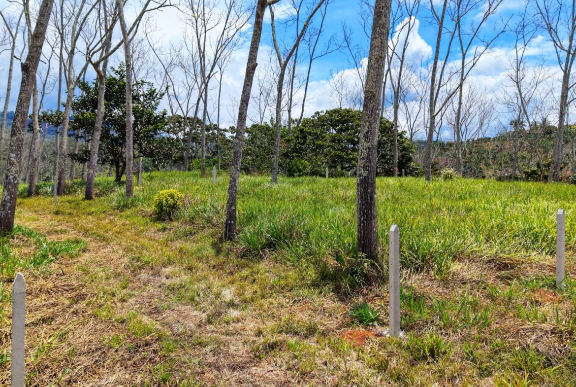 Open grassy field with slender, leafless trees and scattered evergreen shrubs under a bright blue sky; white fence posts dot the area.