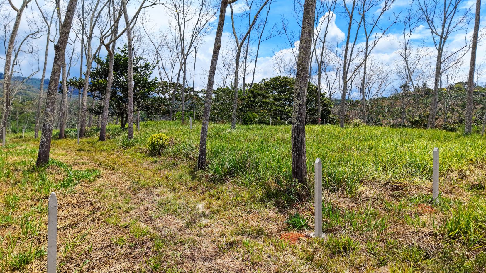 Open grassy field with slender, leafless trees and scattered evergreen shrubs under a bright blue sky; white fence posts dot the area.