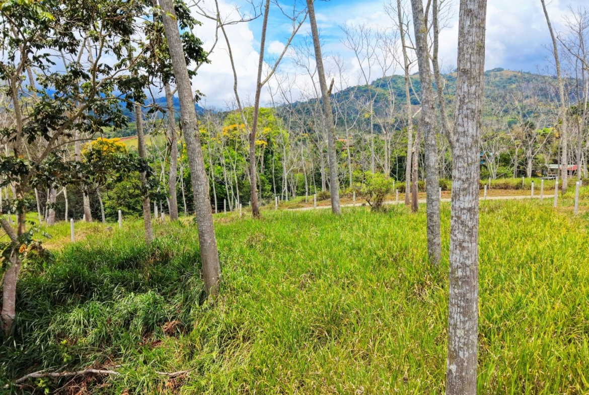 Open grassy field with evenly spaced trees and white fence posts, hillside in the distance under a blue sky with clouds, suggesting a rural plantation or orchard area.