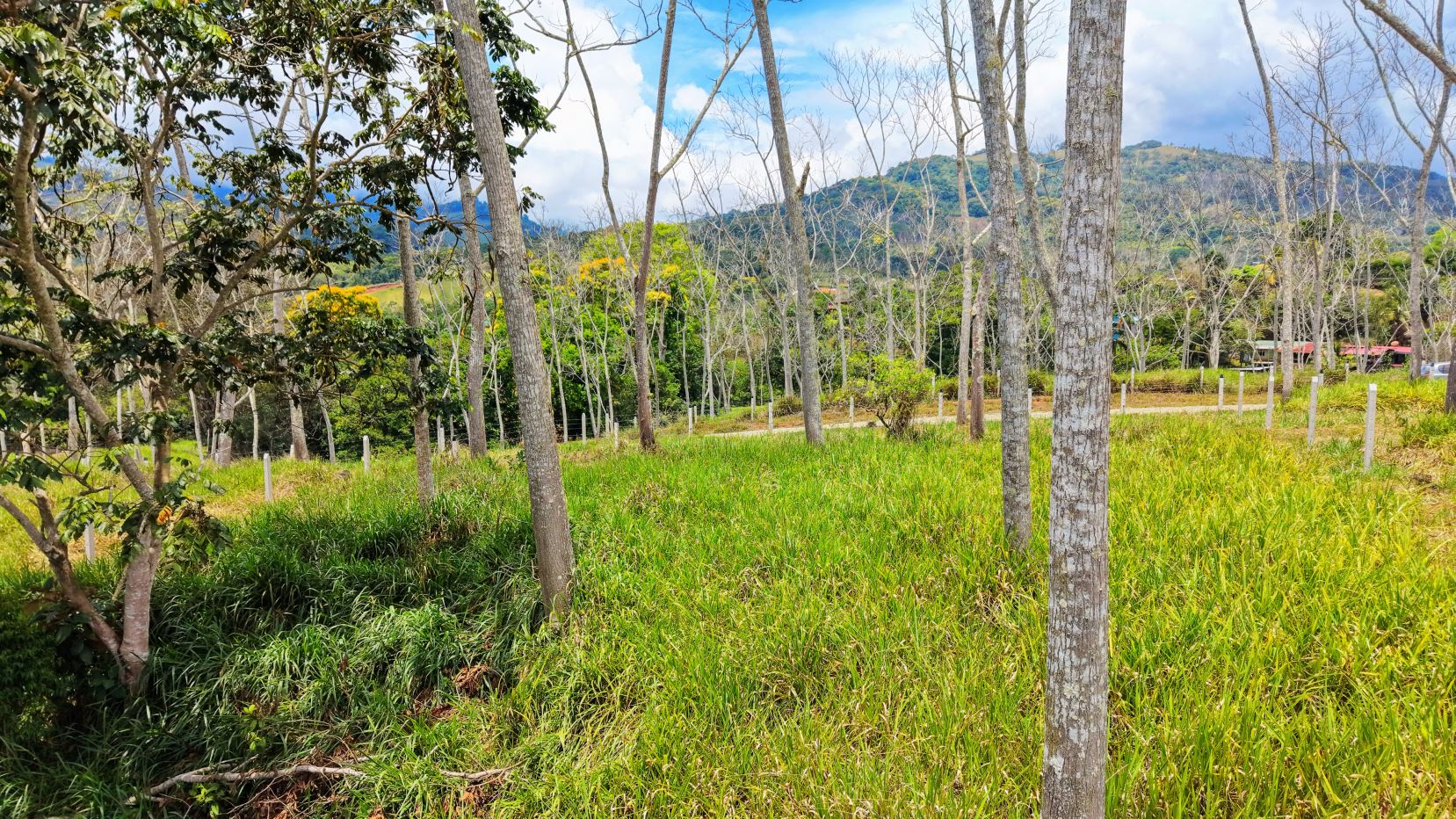 Open grassy field with evenly spaced trees and white fence posts, hillside in the distance under a blue sky with clouds, suggesting a rural plantation or orchard area.