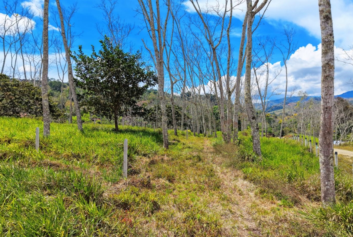 Open countryside with leafless trees, grassy field, dirt path, fence posts, and distant hills under a blue sky; a car on the right.
