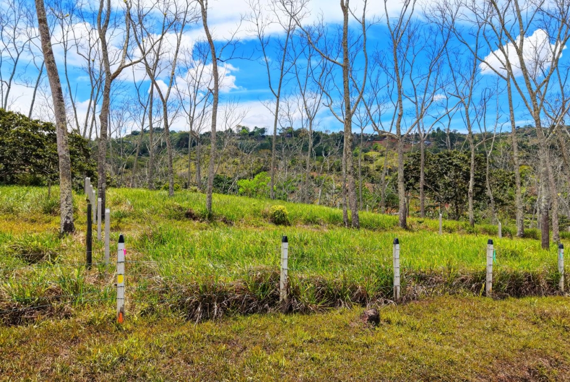 Open field with leafless trees, white fence posts, and a bright blue sky with scattered clouds in the distance.