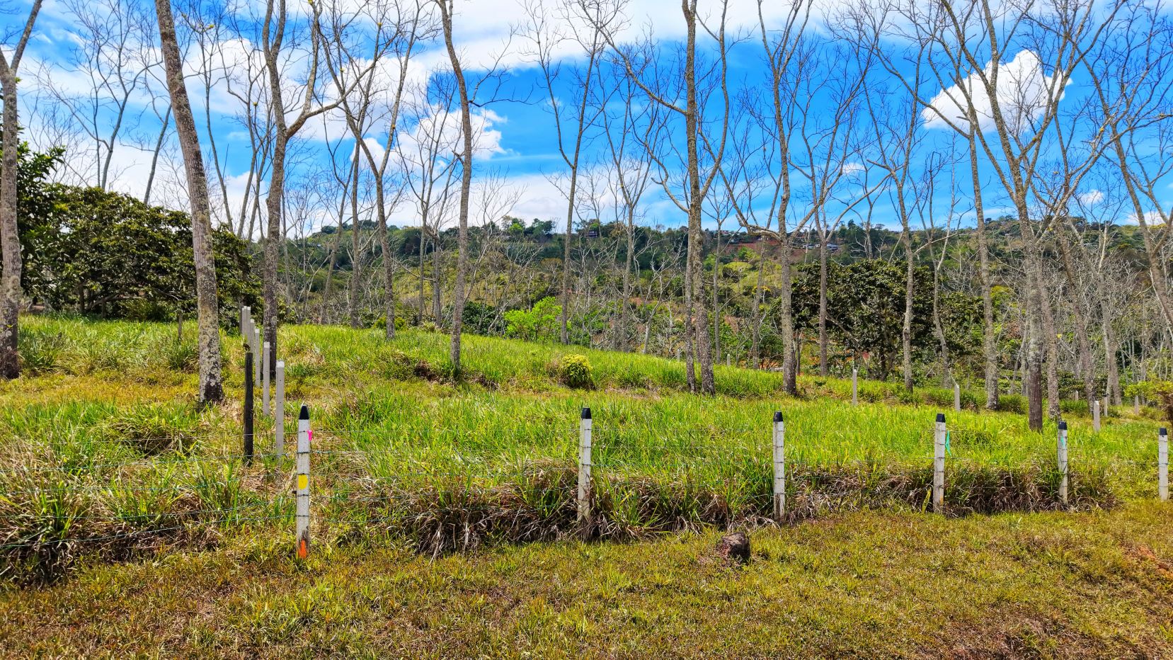 Open field with leafless trees, white fence posts, and a bright blue sky with scattered clouds in the distance.