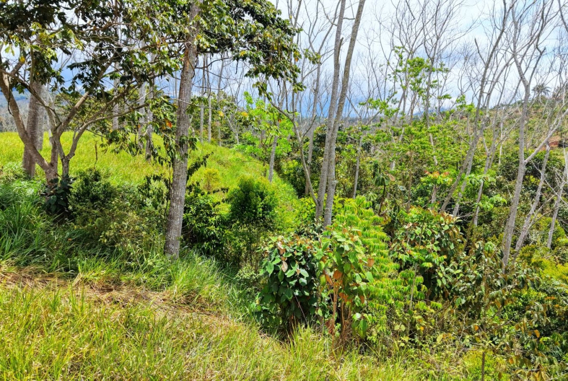 A hillside with green grass, shrubs, and many leafless trees stretching toward a distant blue sky and hills in the background in bright daylight.