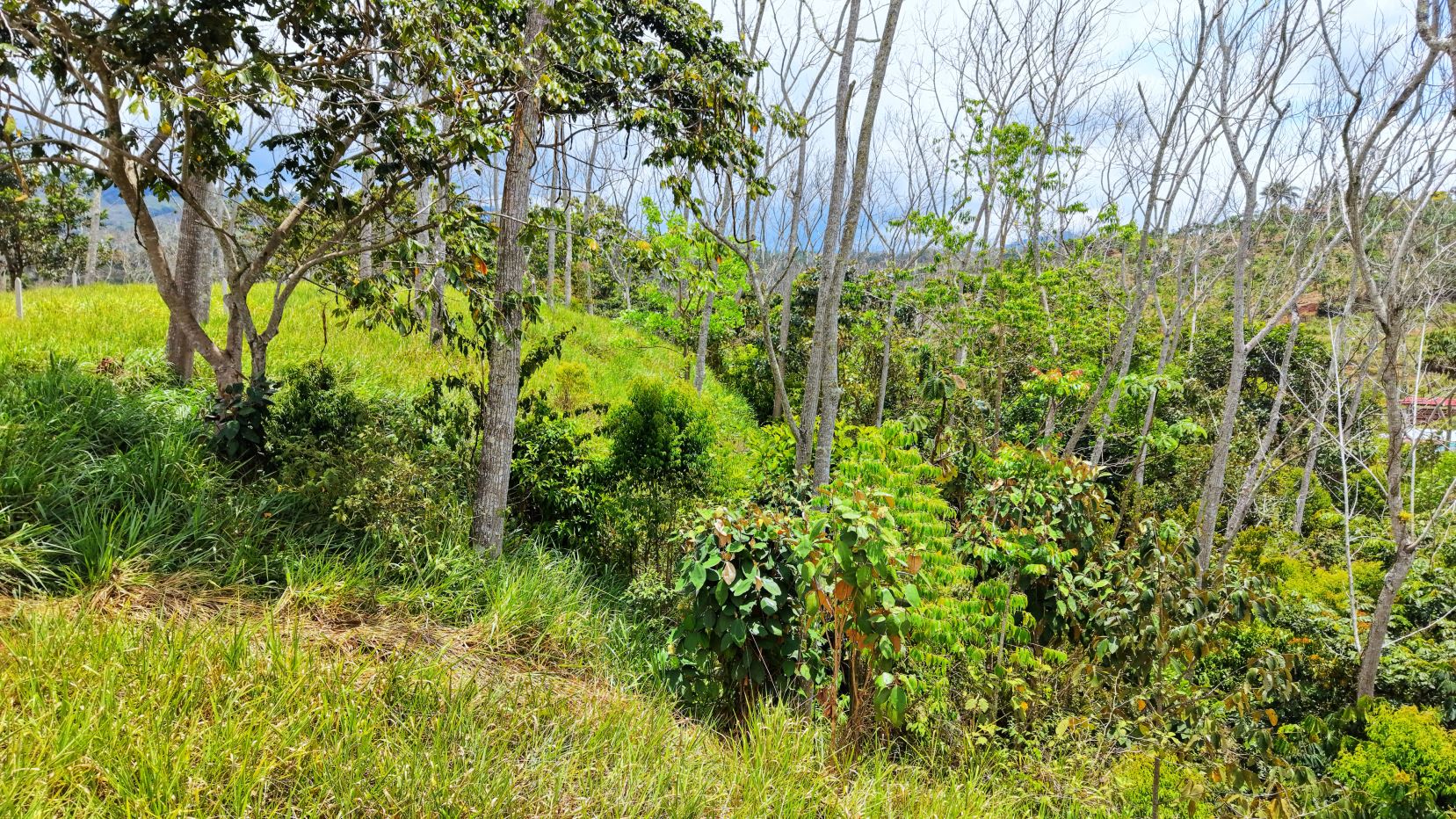 A hillside with green grass, shrubs, and many leafless trees stretching toward a distant blue sky and hills in the background in bright daylight.