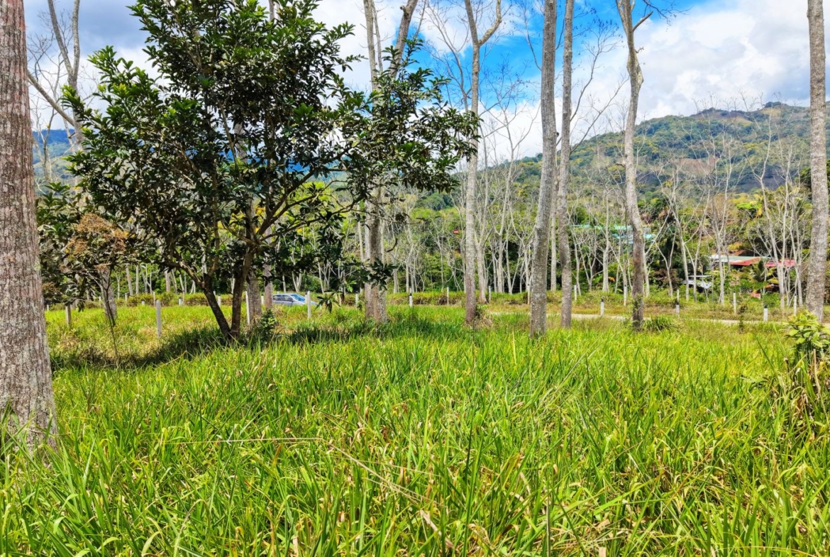 Grassy field with tall, bare-trunk trees and distant green hills under a blue sky with clouds in the background.
