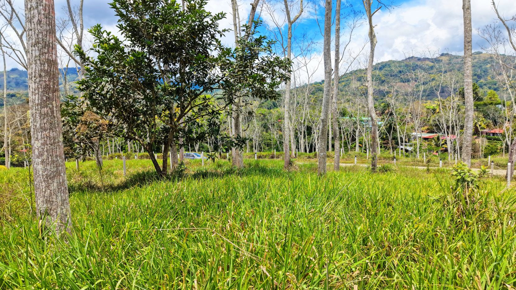 Grassy field with tall, bare-trunk trees and distant green hills under a blue sky with clouds in the background.