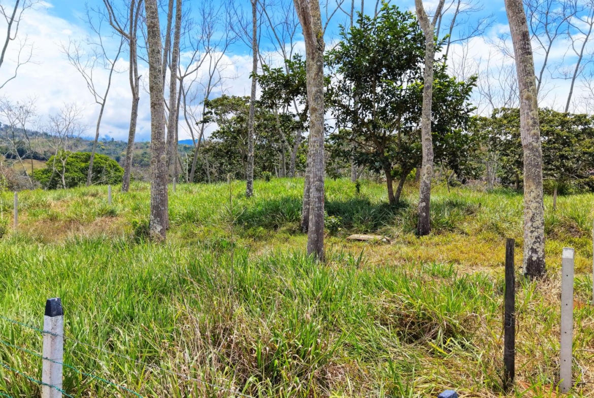 Open grassy field with scattered trees and wooden fence posts, under a bright blue sky with a few clouds.