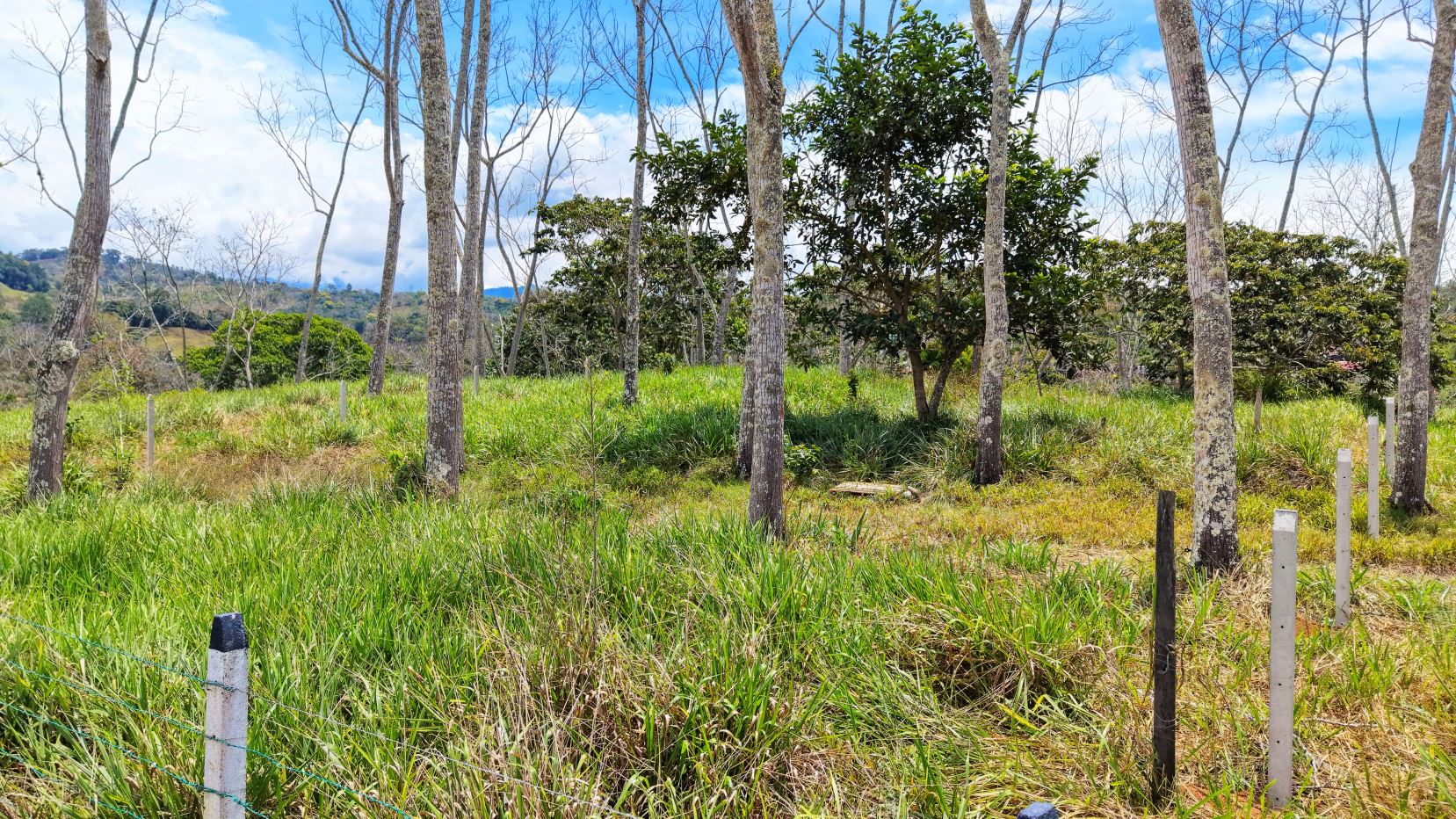 Open grassy field with scattered trees and wooden fence posts, under a bright blue sky with a few clouds.