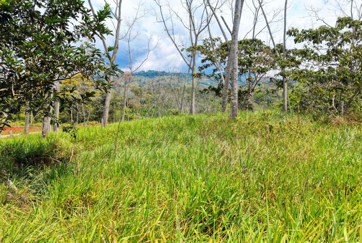 Open field of tall green grass with leafed trees and distant blue hills under a partly cloudy sky.