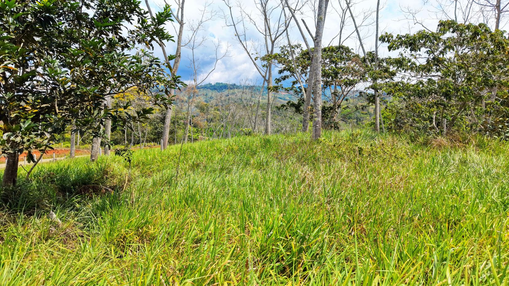 Open field of tall green grass with leafed trees and distant blue hills under a partly cloudy sky.