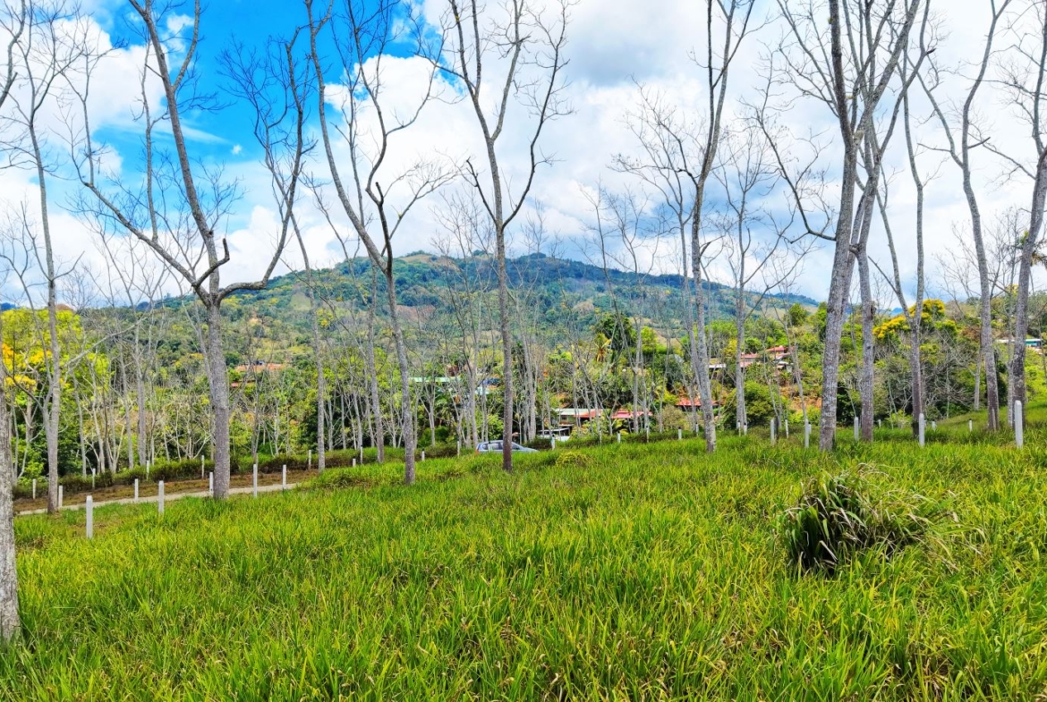 Leafless trees in a grassy field with a distant hillside village under a blue, partly cloudy sky.