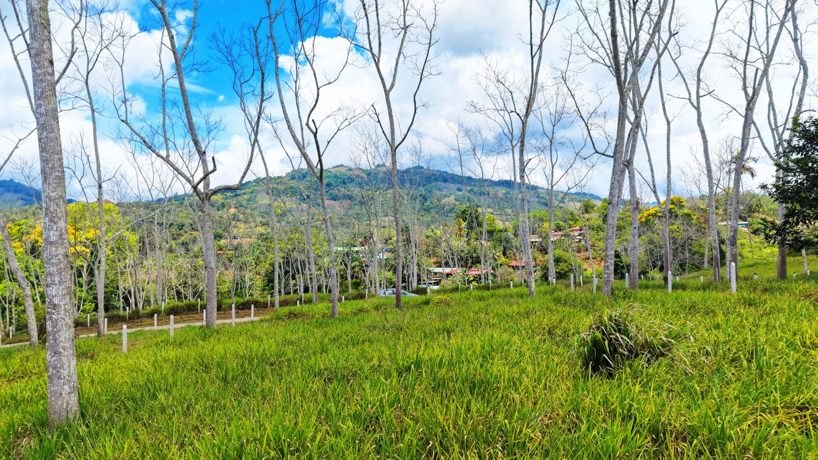 Leafless trees in a grassy field with a distant hillside village under a blue, partly cloudy sky.