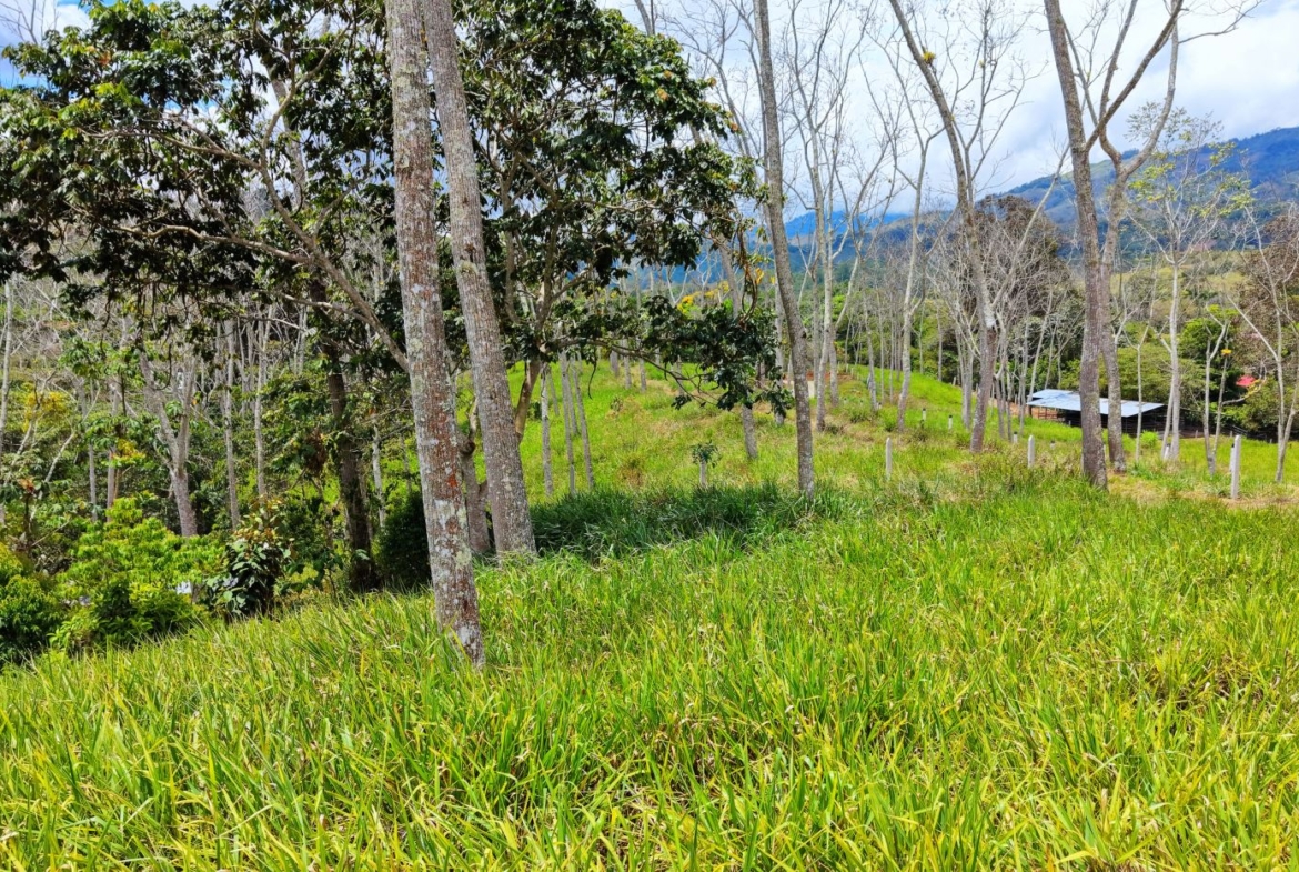 Rural hillside scene with tall trees, green grass in the foreground, and distant mountains under a blue sky.