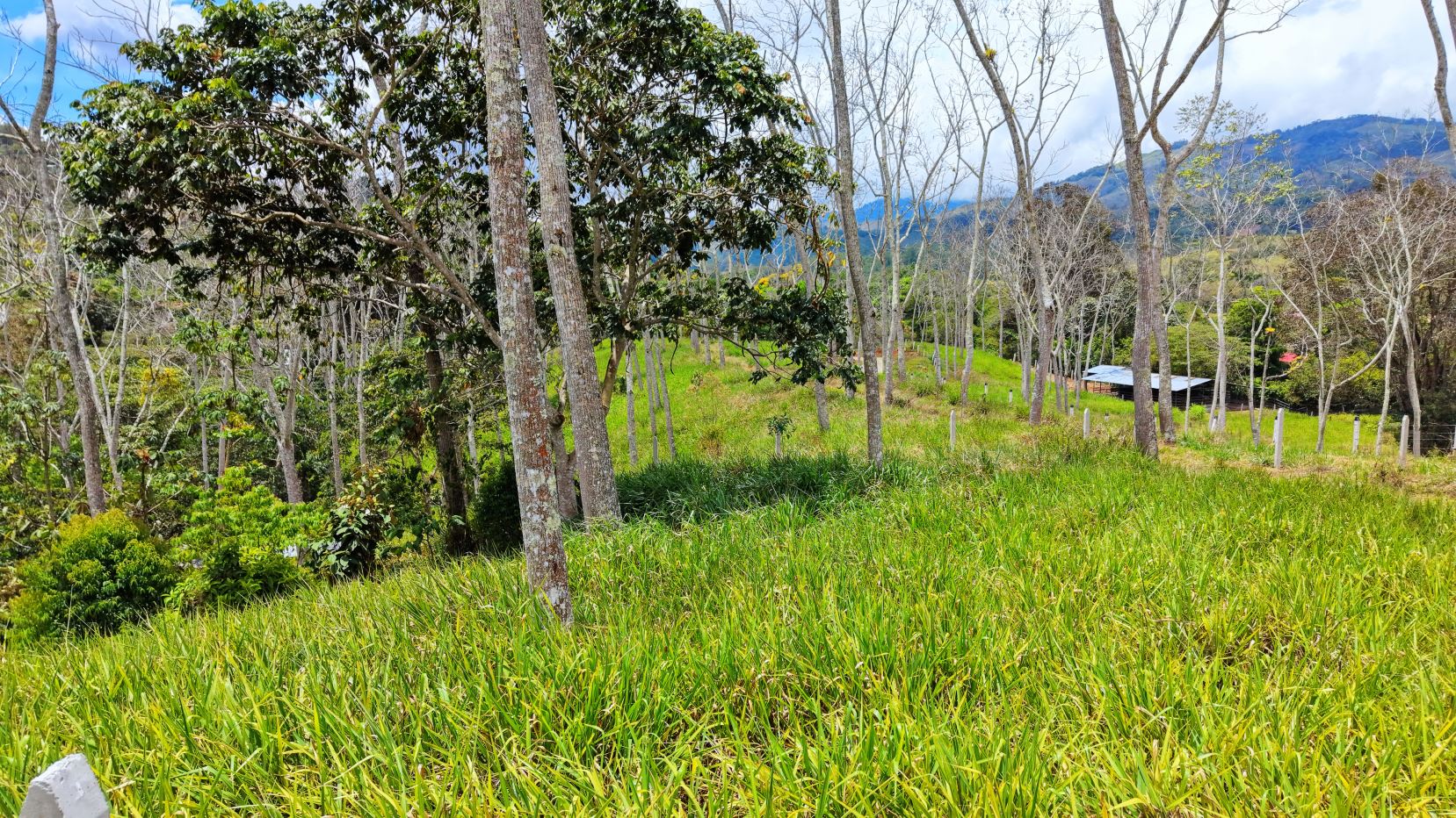 Rural hillside scene with tall trees, green grass in the foreground, and distant mountains under a blue sky.