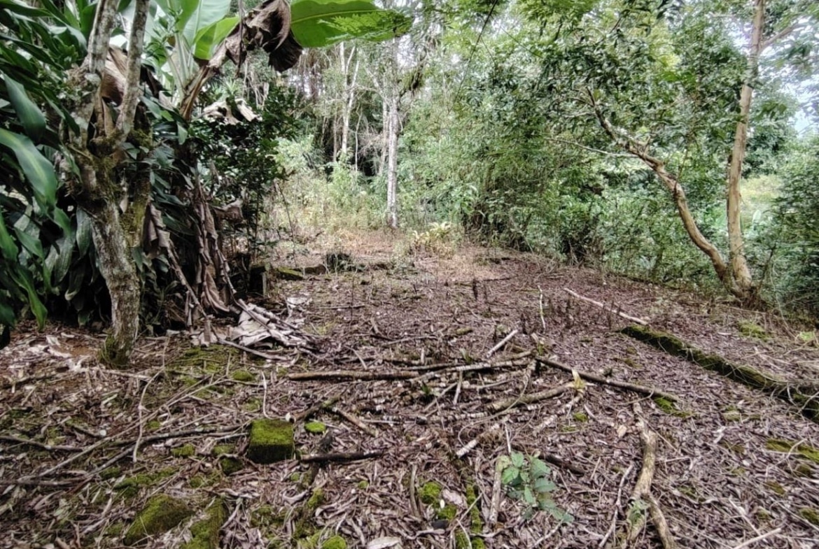 Overgrown woodland clearing with fallen branches, mossy ground, and dense green foliage surrounding it.