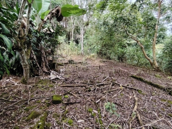 Overgrown woodland clearing with fallen branches, mossy ground, and dense green foliage surrounding it.