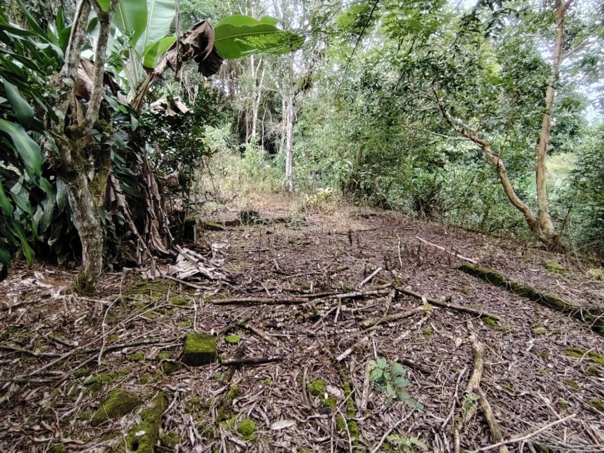 Overgrown woodland clearing with fallen branches, mossy ground, and dense green foliage surrounding it.