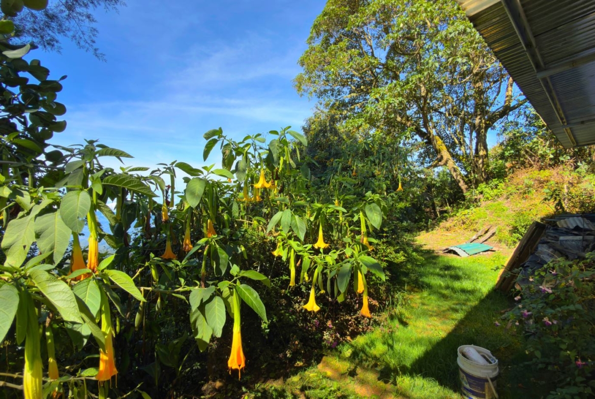 Yellow trumpet-shaped blossoms hang from leafy shrubs in a sunny backyard beside a house, with a blue sky above.