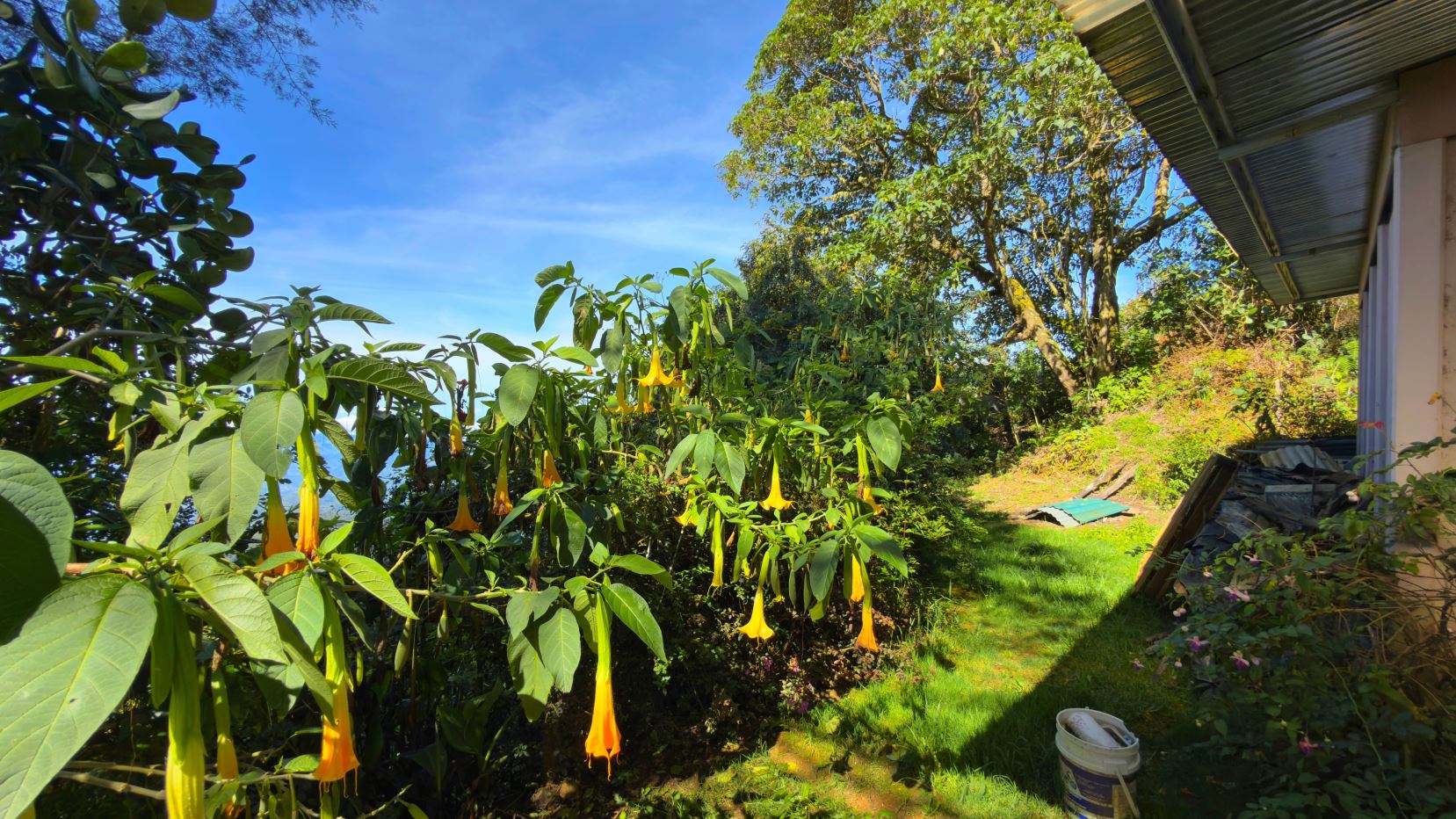 Yellow trumpet-shaped blossoms hang from leafy shrubs in a sunny backyard beside a house, with a blue sky above.