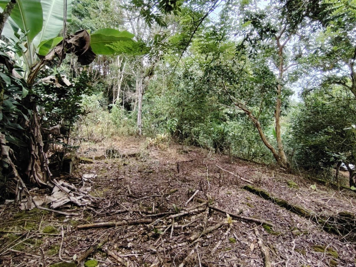 Overgrown forest clearing with scattered sticks and leaves on the ground, dense trees and a banana plant at the left edge.